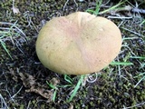Phylloporus rhodoxanthus image