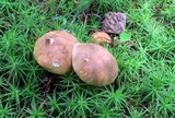 Gyroporus castaneus image