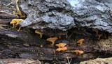 Chrysomphalina aurantiaca image