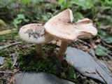 Amanita pseudovolvata image