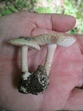 Amanita pseudovolvata image