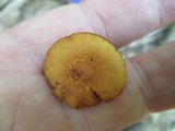 Gymnopilus sapineus image