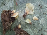 Hohenbuehelia angustata image