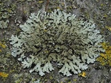 Physconia perisidiosa image