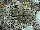 Physconia perisidiosa image