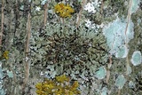 Physconia perisidiosa image