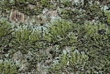 Physconia perisidiosa image