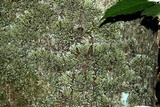 Physconia perisidiosa image