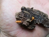 Ophiocordyceps variabilis image