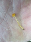 Rickenella fibula image