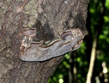 Phellinus tremulae image