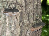 Phellinus tremulae image