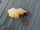 Ductifera pululahuana image
