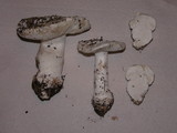 Amanita silvicola image