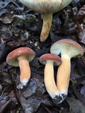 Lactarius volemus image