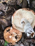 Russula compacta image