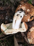 Russula compacta image