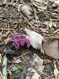 Clavaria zollingeri image