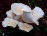 Neolentinus lepideus image