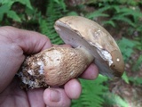 Tylopilus felleus image