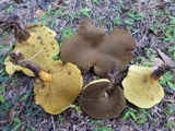 Boletinellus merulioides image