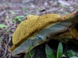 Boletinellus merulioides image