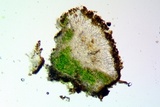 Caloplaca subsoluta image