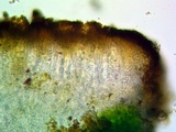 Caloplaca subsoluta image