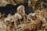 Cudonia circinans image