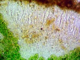 Caloplaca subsoluta image