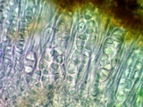 Caloplaca subsoluta image