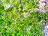 Caloplaca subsoluta image