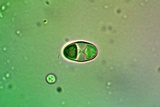 Caloplaca subsoluta image