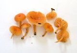 Chrysomphalina aurantiaca image