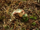 Lactarius rubrilacteus image