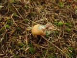 Lactarius rubrilacteus image