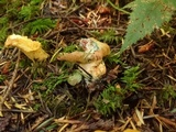 Lactarius rubrilacteus image