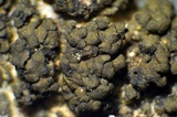 Peltula obscurans image