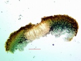 Peltula obscurans image