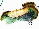 Peltula obscurans image