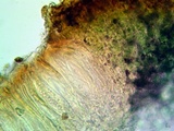 Peltula obscurans image