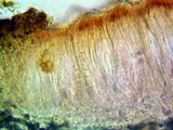 Peltula obscurans image