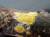 Leucogyrophana olivascens image