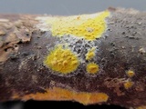 Leucogyrophana olivascens image