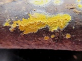 Leucogyrophana olivascens image