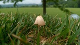 Conocybe apala image