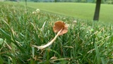 Conocybe apala image