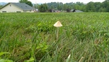 Conocybe apala image