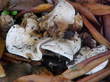 Hebeloma crustuliniforme image