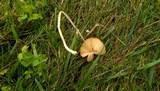 Conocybe apala image